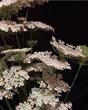 Image post by @leafyaffair on Instagram