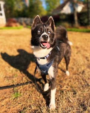 Image post by @tux_the_blue_pomsky on Instagram