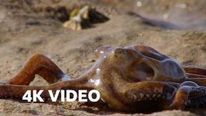 Video post by @bbcearth on YouTube