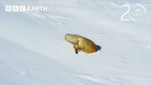 Video post by @bbcearth on YouTube