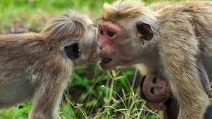 Video post by @bbcearth on YouTube