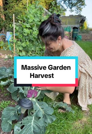 Video post by @gardeningwithlou on TikTok