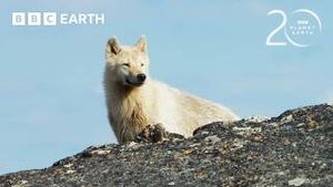 Video post by @bbcearth on YouTube
