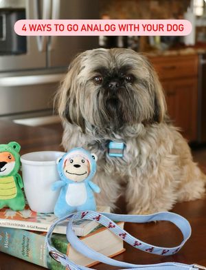 Image post by @petsmart on Instagram