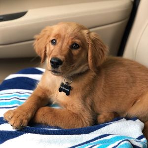 Image post by @pancake.thegolden on Instagram