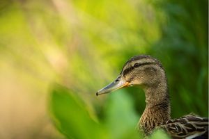 Image post by @rspb on Instagram