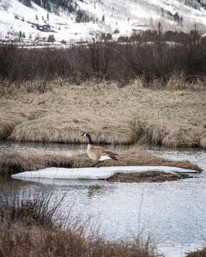 Image post by @skicrestedbutte on Instagram