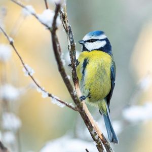 Image post by @rspb on Instagram