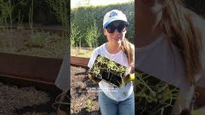 Video post by @carmeninthegarden on YouTube