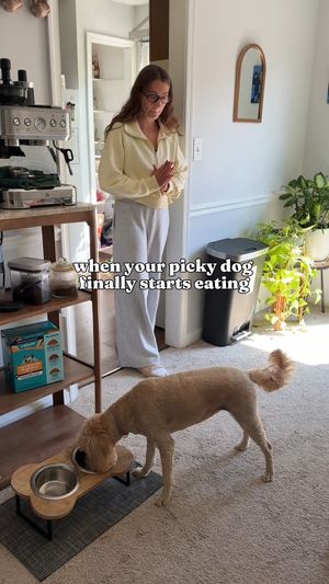 Video post by @solidgoldpets on Instagram