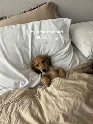 Video post by @catchingupwithcaitlin on TikTok