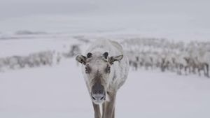 Video post by @bbcearth on YouTube