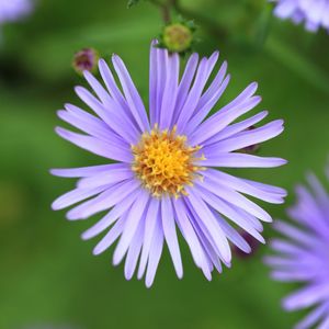 Image post by @ahs_gardening on Instagram
