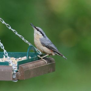 Image post by @rspb on Instagram
