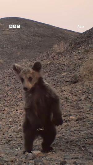 Video post by @bbcearth on Instagram