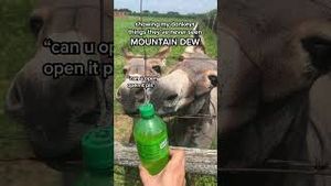Video post by @mountaindew on YouTube