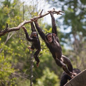Image post by @animalplanet on Instagram