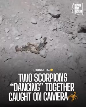 Image post by @downinnadesert on Instagram