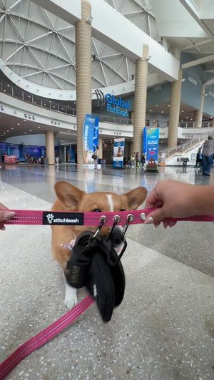 Image post by @ziggythecorg on Facebook