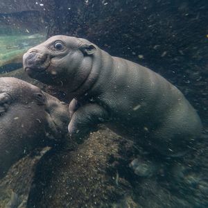 Image post by @sandiegozoo on Instagram