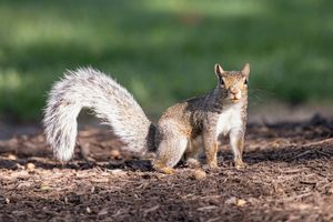 Image post by @bgsubiz on Instagram