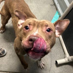 Image post by @whitmanpets on Instagram