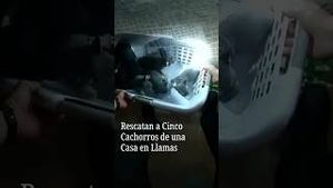 Video post by @nmasunivision on YouTube