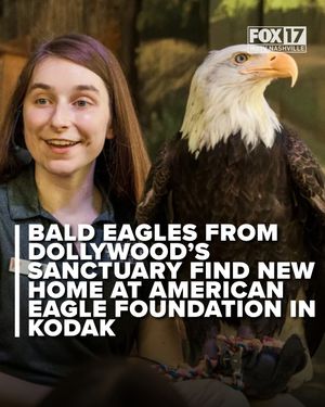 Image post by @foxnashville on Instagram
