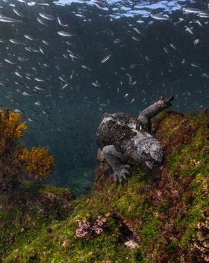Image post by @sealegacy on Instagram