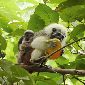 Image post by @fundacionloros on Instagram