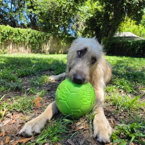 Image post by @thesavannahwolfhound on Instagram