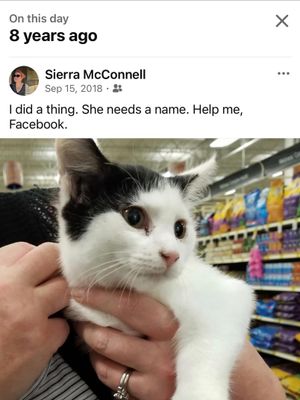 Image post by @pocketcramps on Instagram