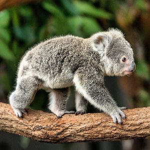 Image post by @sandiegozoo on Instagram