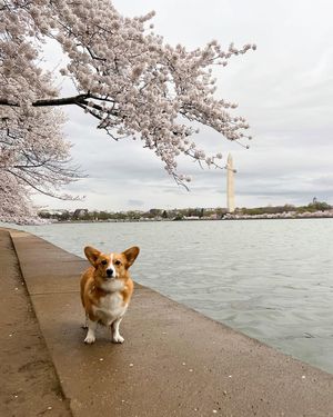 Image post by @ziggy_thecorg on Instagram