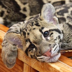 Image post by @sandiegozoo on Instagram