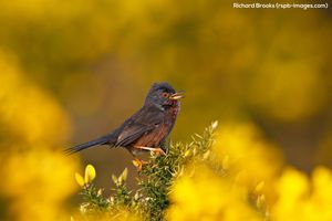 Image post by @rspb on Instagram