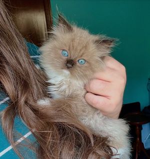 Image post by @brunrik.and.pyrene.ragdolls on Instagram