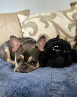 Image post by @originalsnugglepuppy on Instagram