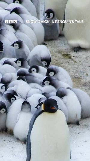 Video post by @bbcearth on Instagram