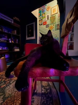 Image post by @thefriskywhiskeratl on Instagram