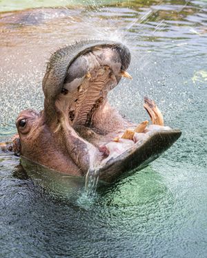 Image post by @thetorontozoo on Instagram