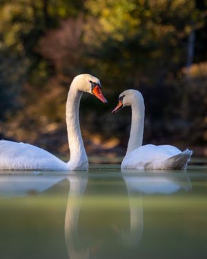 Image post by @cristan.nature.photography on Instagram