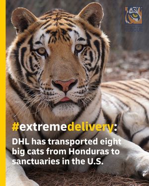 Image post by @dhl_global on Instagram