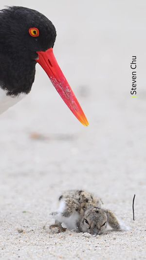 Video post by @bbcearth on TikTok