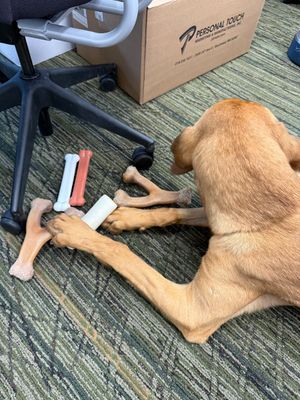 Image post by @mnwildpup on Twitter