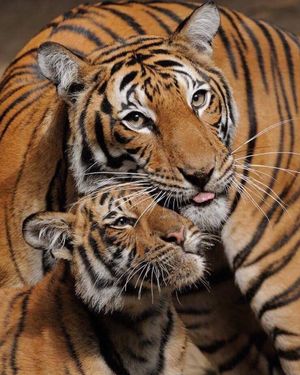 Image post by @sandiegozoo on Instagram
