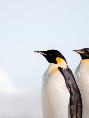 Image post by @white.desert.antarctica on Instagram