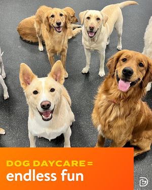 Image post by @dogtopiagr on Instagram
