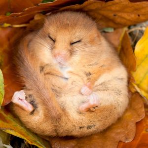 Image post by @rspb on Instagram
