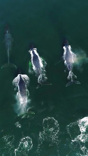 Video post by @bbcearth on Instagram